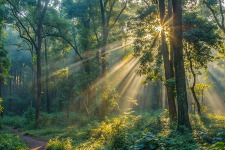 Sunlight Streams Through the Trees in an Indian Forest, Casting a Warm Glow Over the Peaceful Landscape.